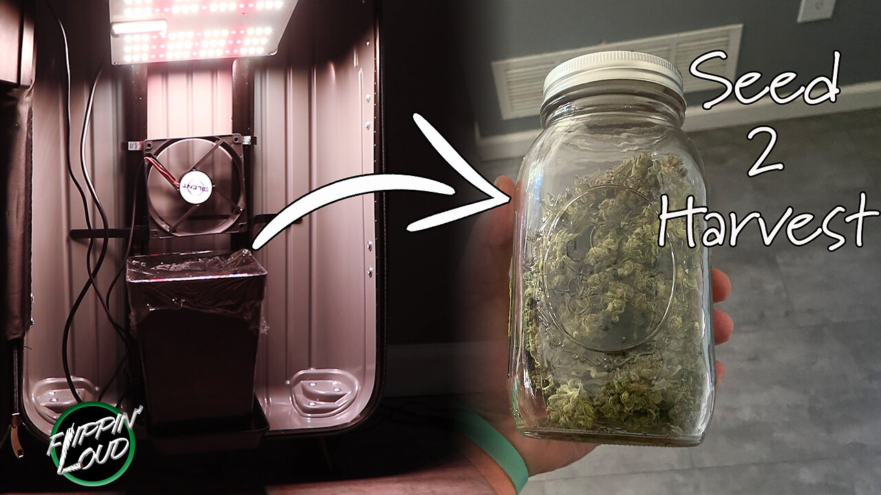 GROWING WEED IN A SUITCASE | SEED 2 HARVEST