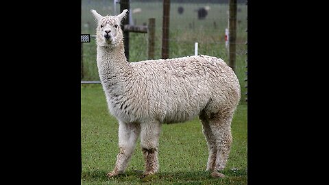 Alpacas