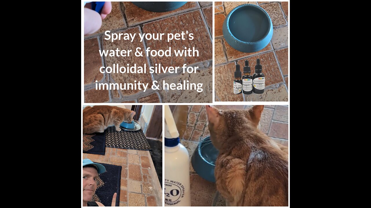 Spray your pet's food & water with colloidal silver