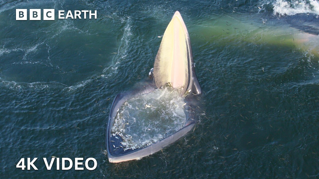 Eden's Whale's Incredible New Hunting Technique Helps Survival | 4K UHD | BBC Earth