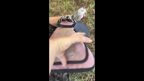 Do chicken saddles work?