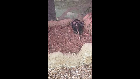 Virginia Opossum #opossum #shorts #followme #trending