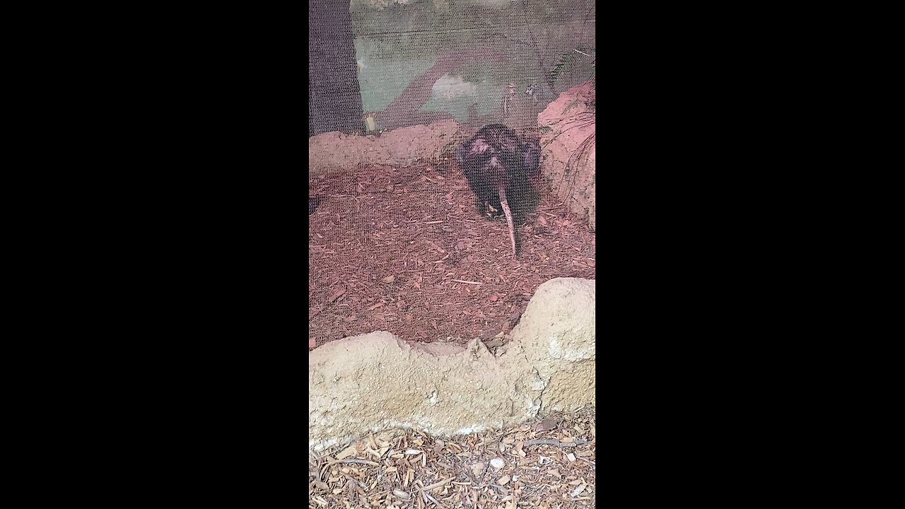 Virginia Opossum #opossum #shorts #followme #trending