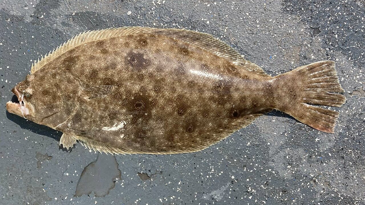 Hooks for Heroes Summer Flounder Fishing Trip (Freeport, Long Island)