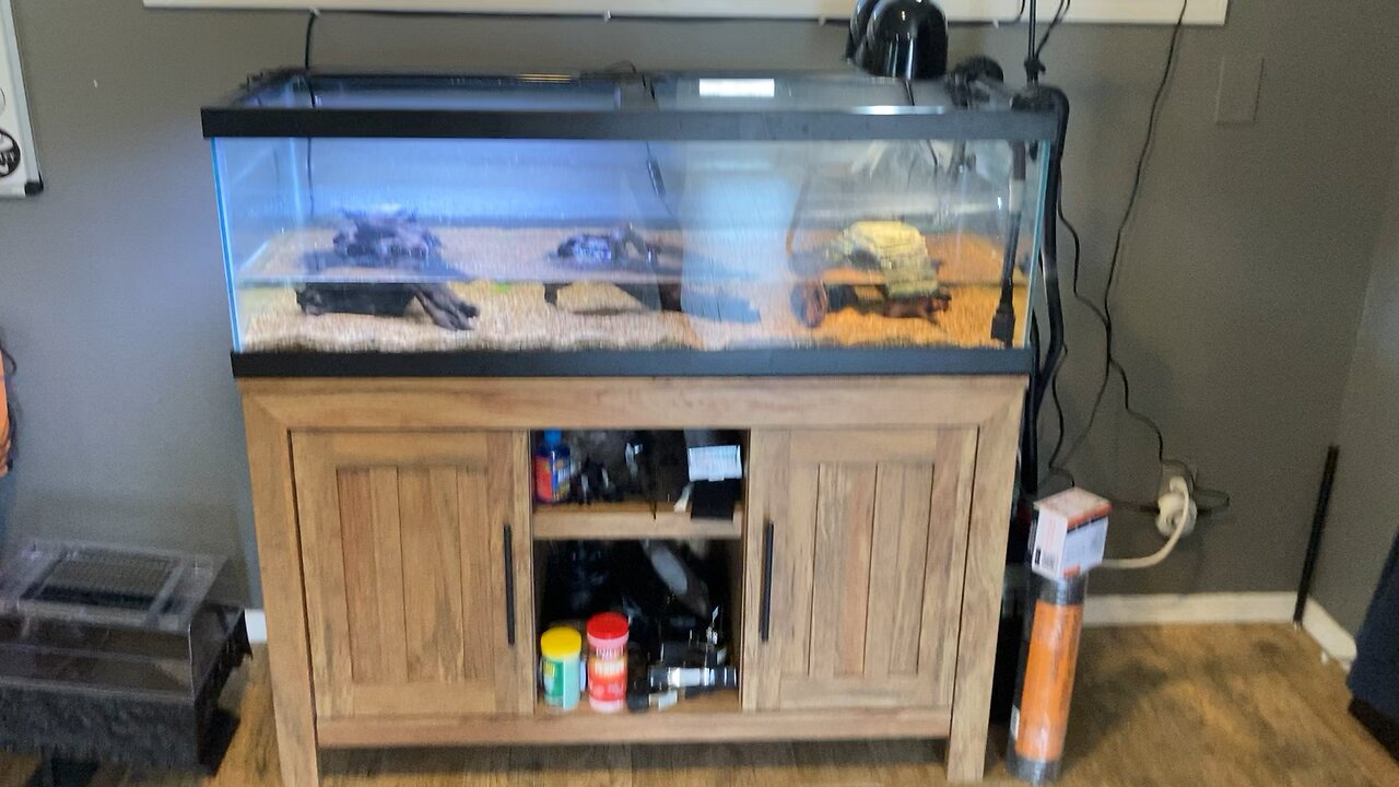 Red cheeked mud turtles in new home