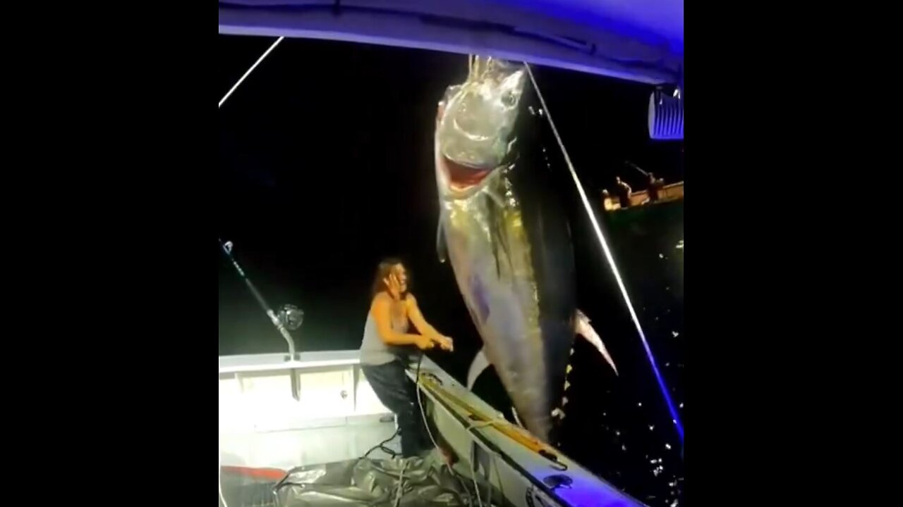 Night fishers catch giant bluefin tuna. Beautiful nature.