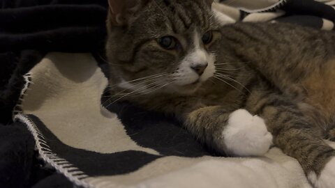 Cat raising his paw