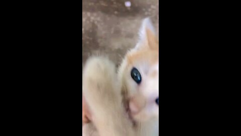 cat 🐈 😻