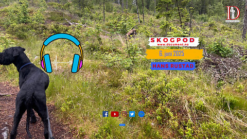 Skogpod 6. juni 2025