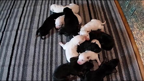 Meet Our Stunning Black and White German Shepherd Puppies -1 day old
