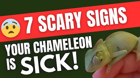 😱 Is Your Chameleon Dying? These 7 Signs Say YES!