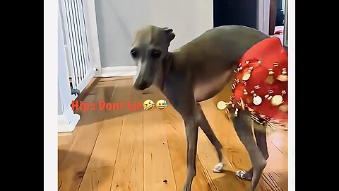 Dog belly Dance🤣😁