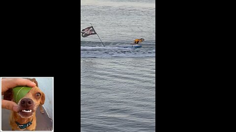 Funny videos compilation 19