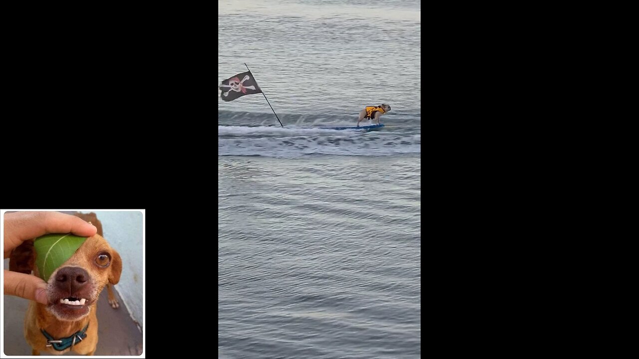 Funny videos compilation 19