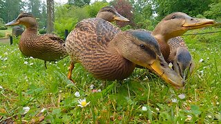 When It Comes to the Oats the 5 Ducklings Will Not Be Denied