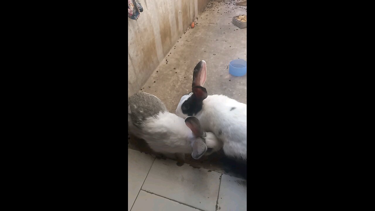 another day of bunny rabbit