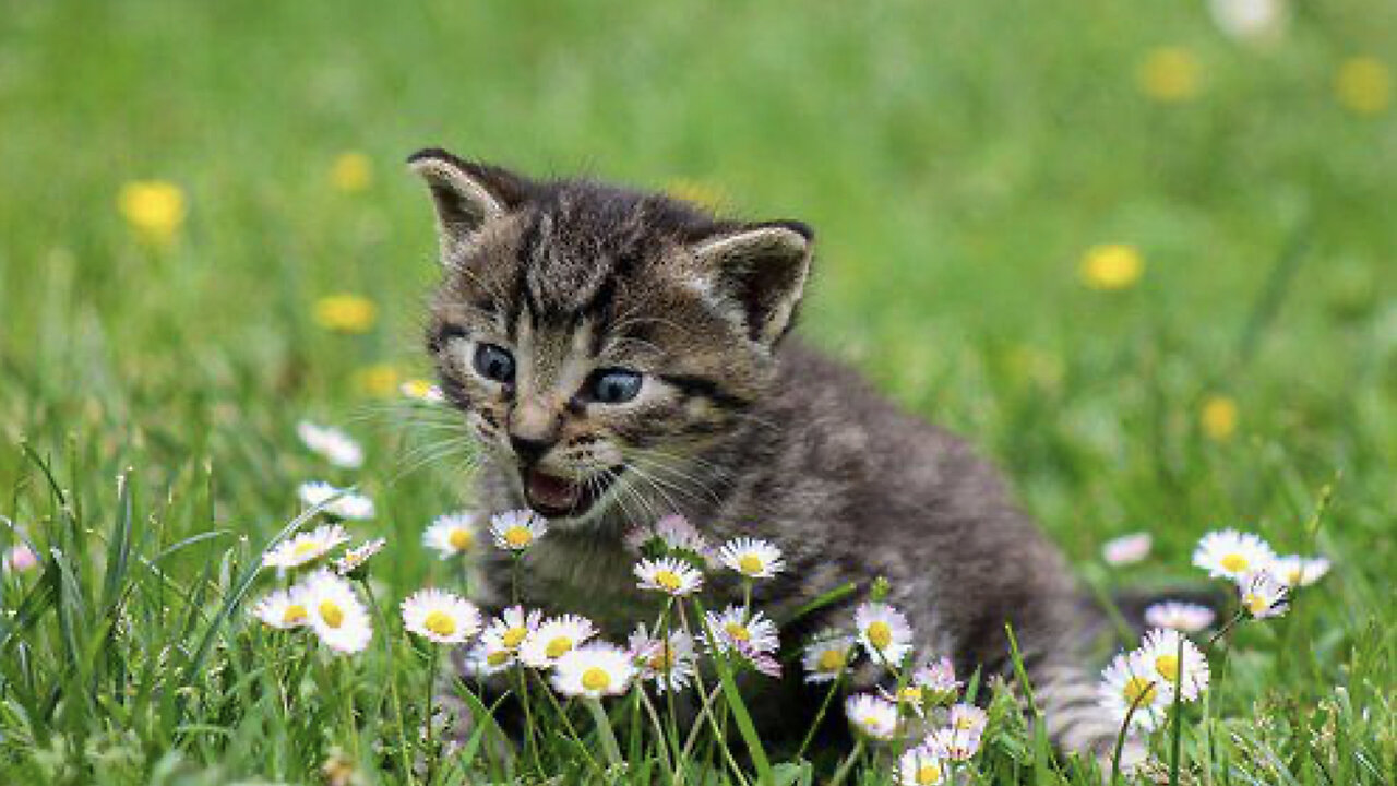 PICK A CARD🥰the next SOULMATE to enter your Life