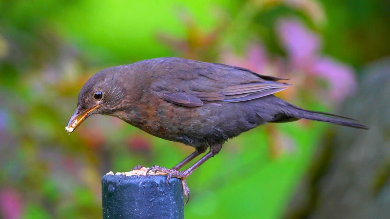 Female Blackbird Eating Oats on a Rope and Pole
