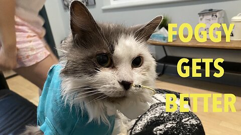 Sick Kitty ! - Foggy Day 10