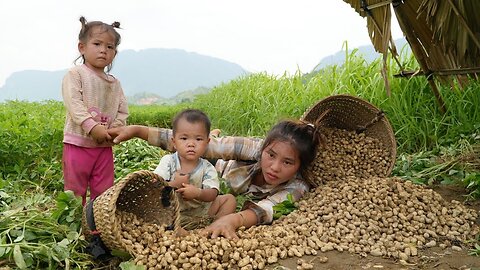👩 👦 A single mom’s daily life on the farm – harvesting giant peanuts with her son to sell