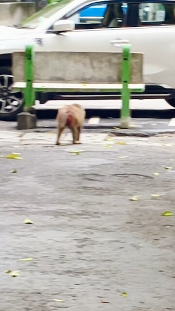 🐒 Monkey Haven: Chillin’ on a Tree in Nature’s Lap! #MonkeyVibes #NatureChill