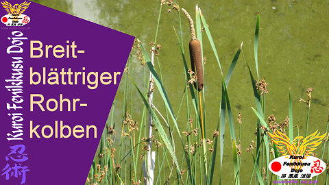 071 - Breitblättriger Rohrkolben