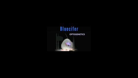 "Unlocking Mysteries with Bluecifer: A Comprehensive Guide on Optogenetics"