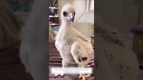 The man picked up an eagle in the street and raised it as his own child