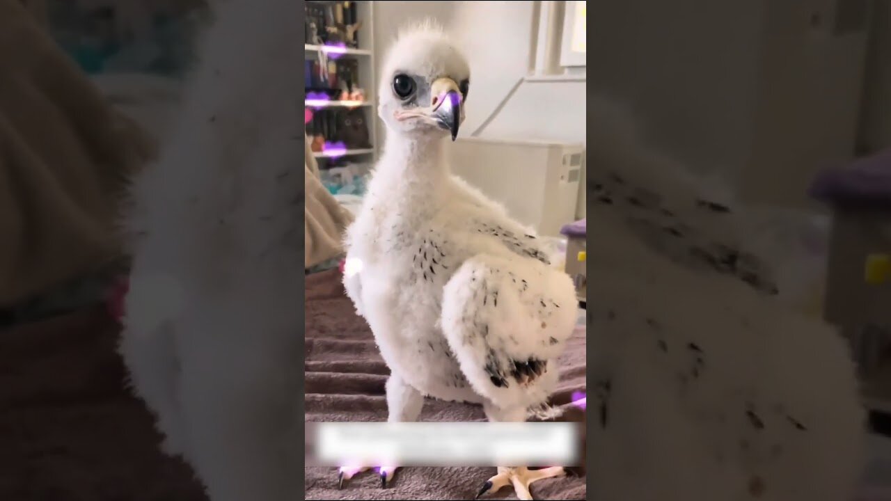 The man picked up an eagle in the street and raised it as his own child