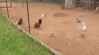 Still battleling Tomato Horn Worms and moving the last mama hen.