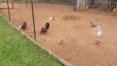 Still battleling Tomato Horn Worms and moving the last mama hen.