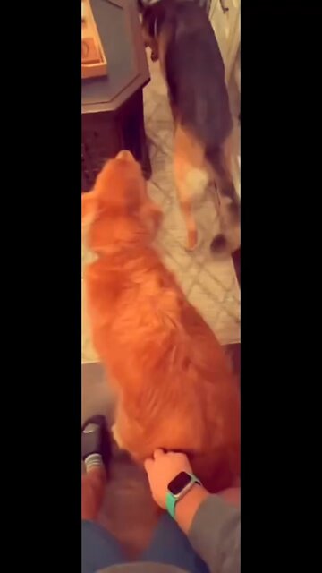 This dog loves my song 😱