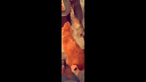 This dog loves my song 😱