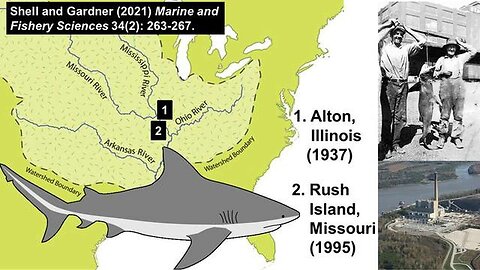 Bull Sharks in Mississippi River?! You Won't Believe This!