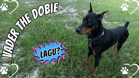 Doberman Morning Routine: Sunrise, Horses & Lagu Sprints ☀️🐾🐎
