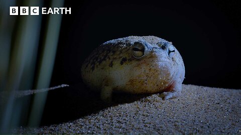 This Tiny Frog is a Deadly Hunter in the Dark | 4K UHD | BBC Earth