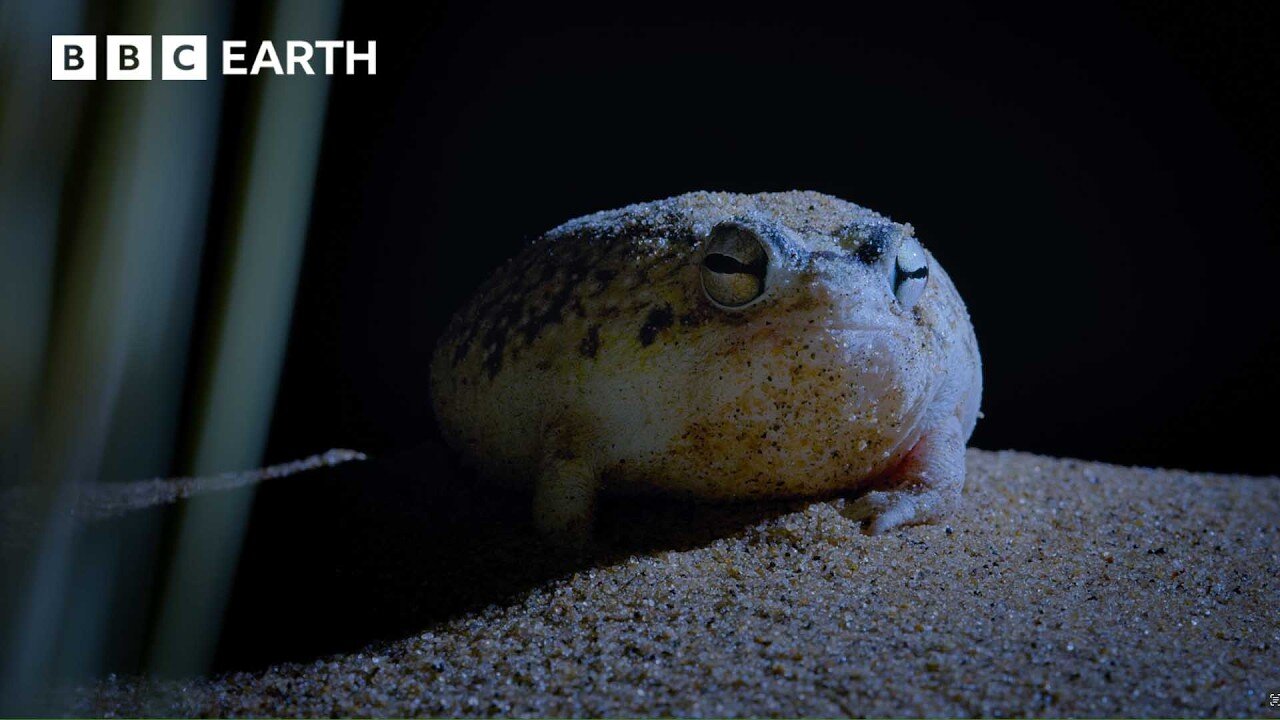 This Tiny Frog is a Deadly Hunter in the Dark | 4K UHD | BBC Earth