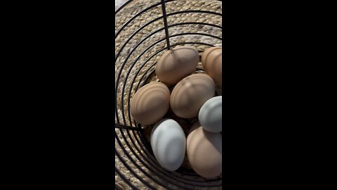 The Small Egg 🥚😆