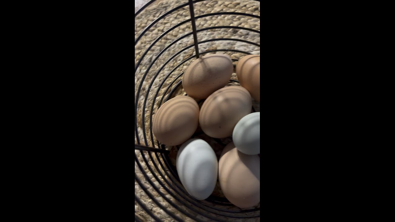 The Small Egg 🥚😆