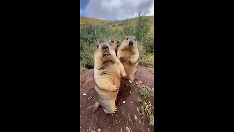 animal funny videos 😂😂😂😂😂😂