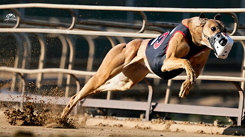 Dog Race - Super Fast Greyhound