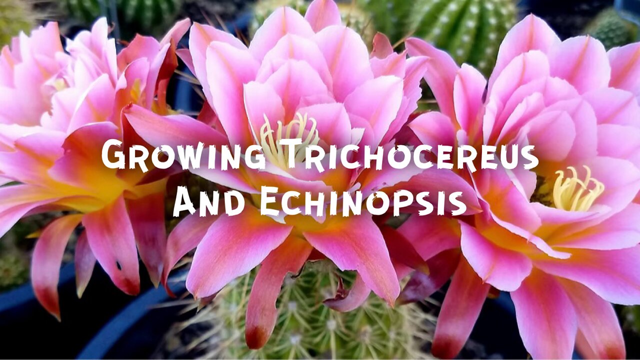 Growing Trichocereus and Echinopsis