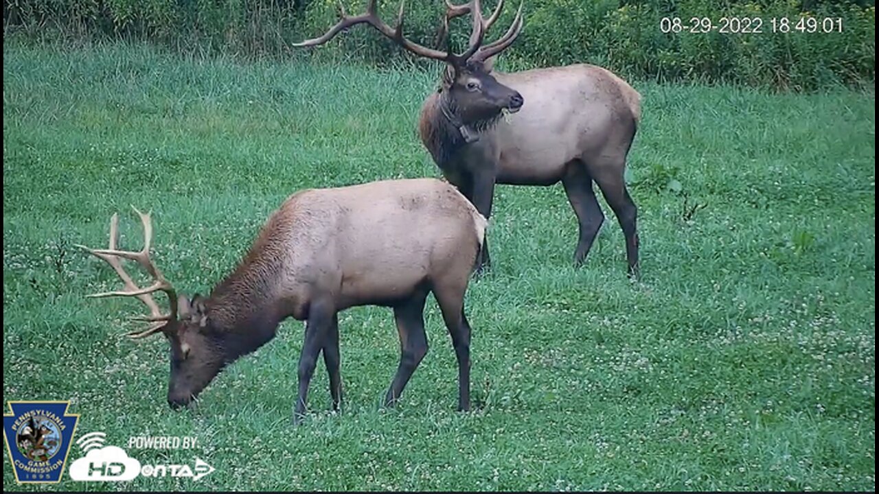 Pennsylvania Elk Live Webcam