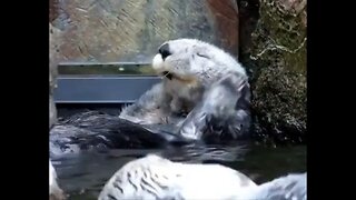 Otters Living The Best Life…