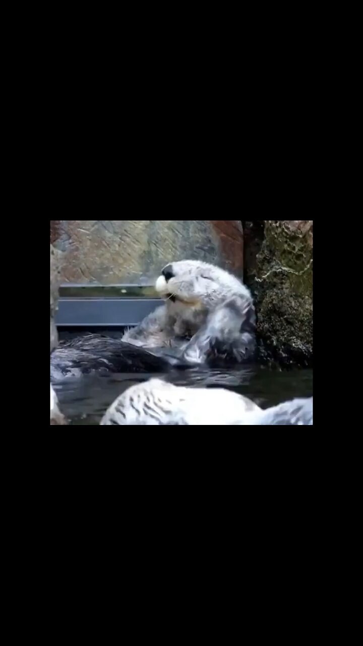 Otters Living The Best Life…