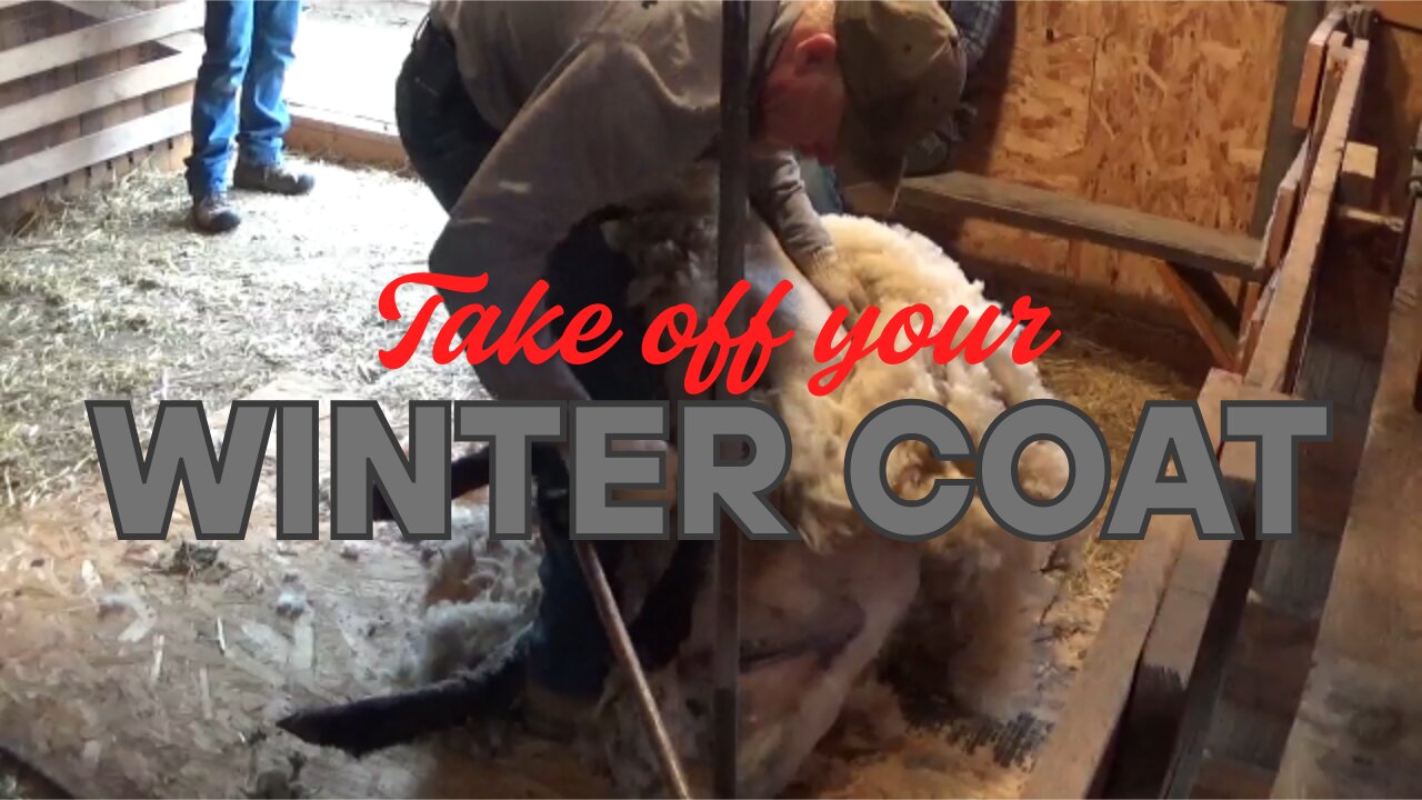Sheep Shearing