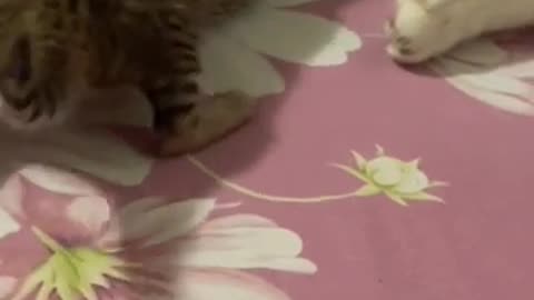 Cute Kitty Baby Cat Kitten Shorts Fanny Video