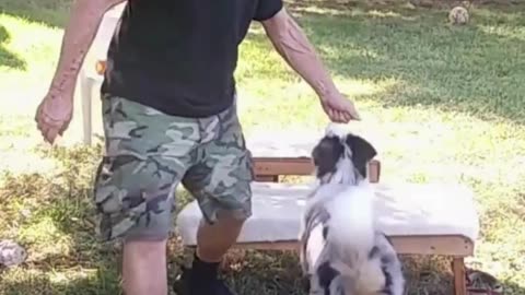Leash Handling Skills short 2a