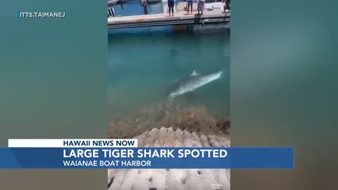 Caught on camera: Tiger shark swims into Waianae Boat Harbor