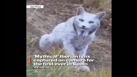 Strange Videos That Made Me Lose Sleep